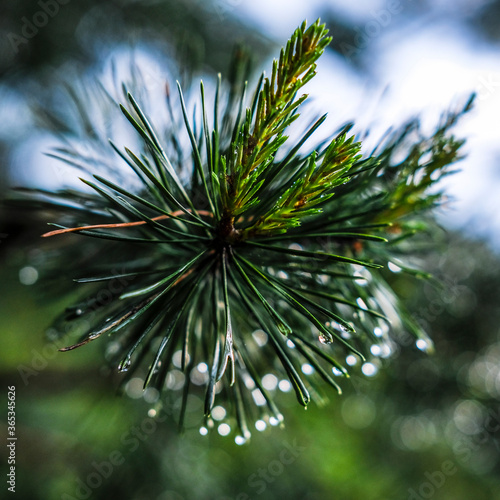 Close-up image of a raindrop on a pine branch