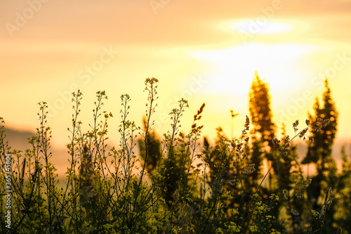closeup image of grass in a field at sunrise