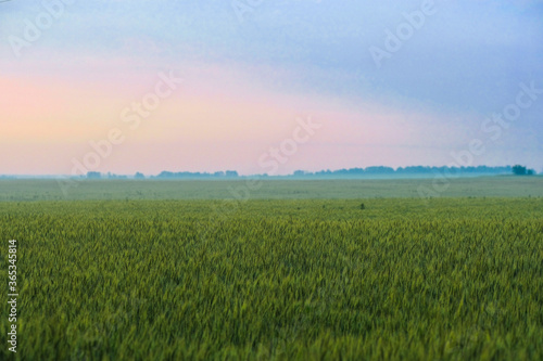 landscape with a summer field at sunset