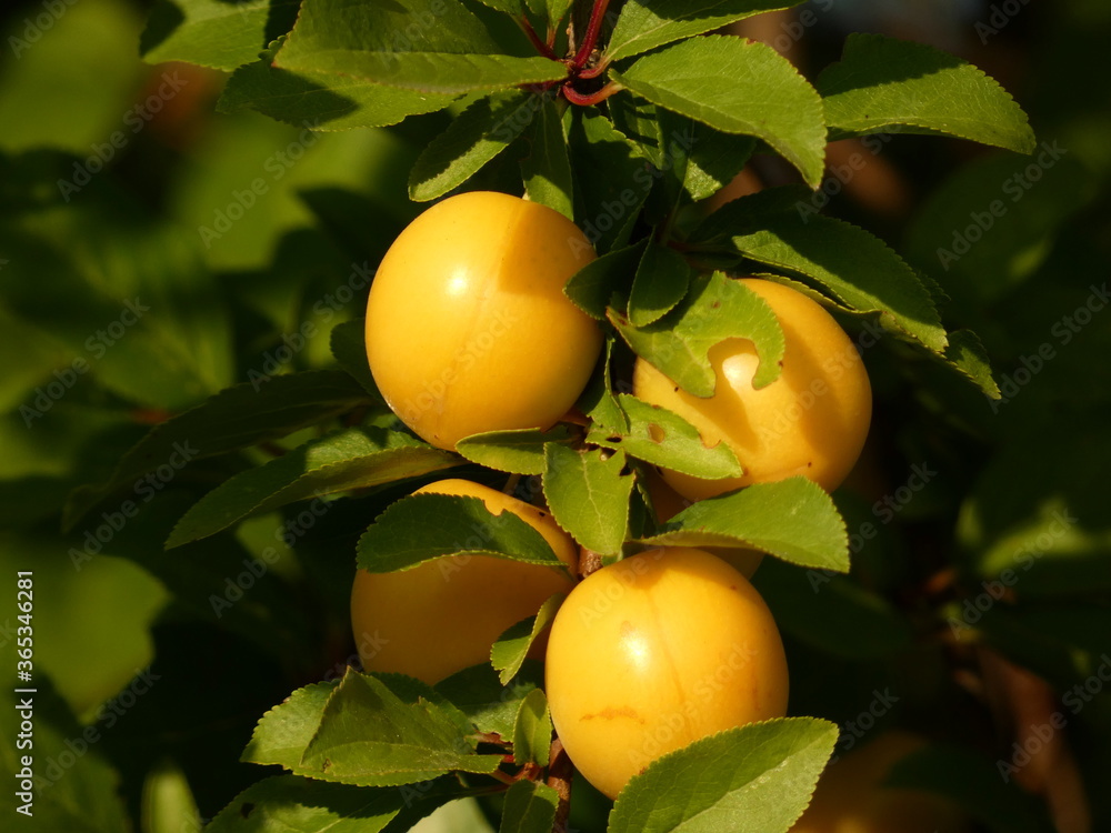 Mirabelle plum (Prunus domestica subsp. syriaca) - mirabelle prune yellow fruits and leaves, Gdansk, Poland Mirabelle plum (Prunus domestica subsp. syriaca) - mirabelle prune yellow fruits and leaves, Gdansk, Poland