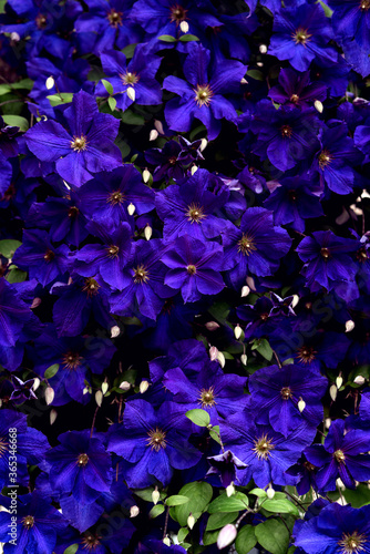 Background from blue-violet clematis flowers.
