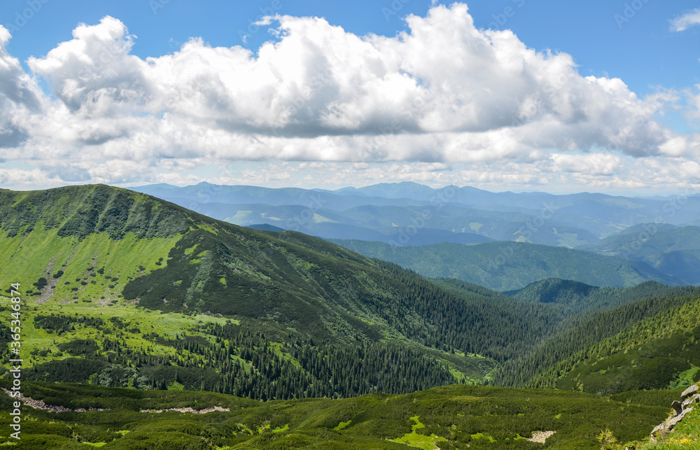 Obraz premium Mountain ranges with forested slopes and highland grassy valley. Landscape of Chornohora ridge in summer. Carpathian mountains, Ukraine