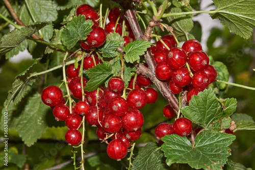 Summer. Red currants have ripened in the garden of a country house.