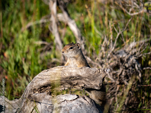 Squirrel looking over a log in the forest