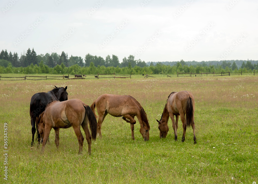 A herd of young foals grazing on a field. A herd of young foals grazing on a field.