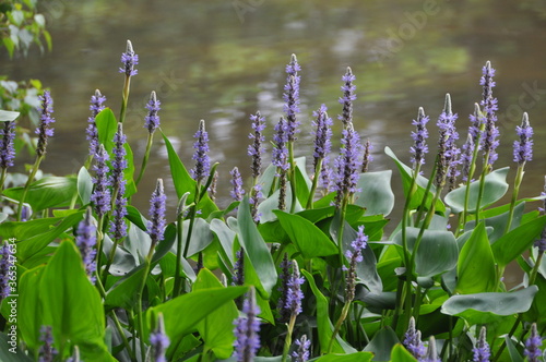Pondside Pickerel Purple Points