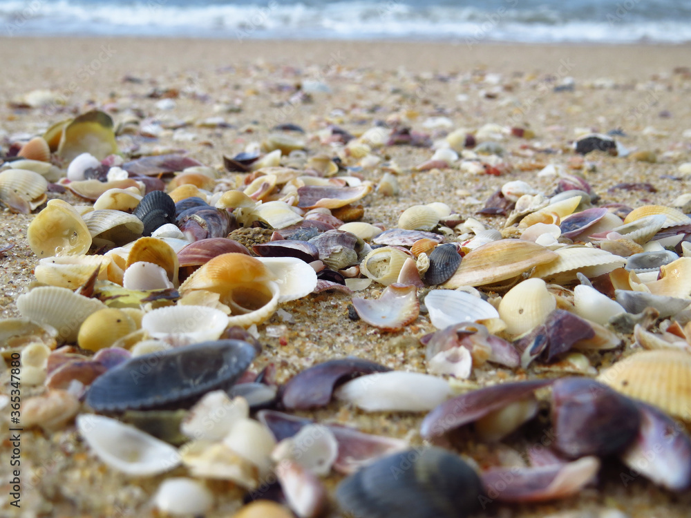 Conchas sob areia em praia de Ubatuba Conchas sob areia em praia de Ubatuba
