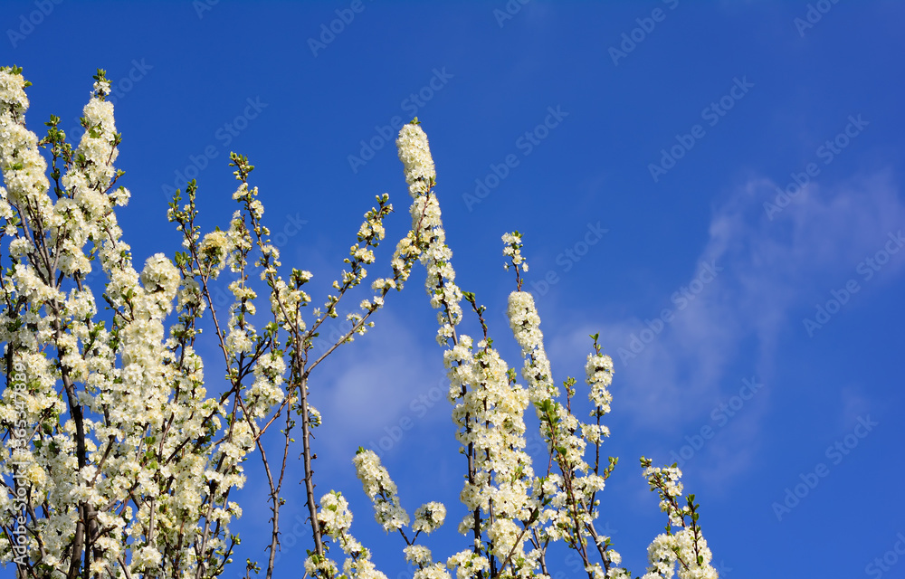 Blooming apple tree in spring against the sky Blooming apple tree in spring against the sky