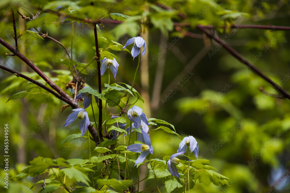 Blue Purple Clematis wildflowers Blue Purple Clematis wildflowers