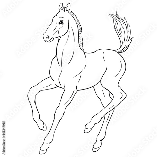 Hand drawn vector of foal isolated on white background. Black and white stock illustration of young horse for coloring book.