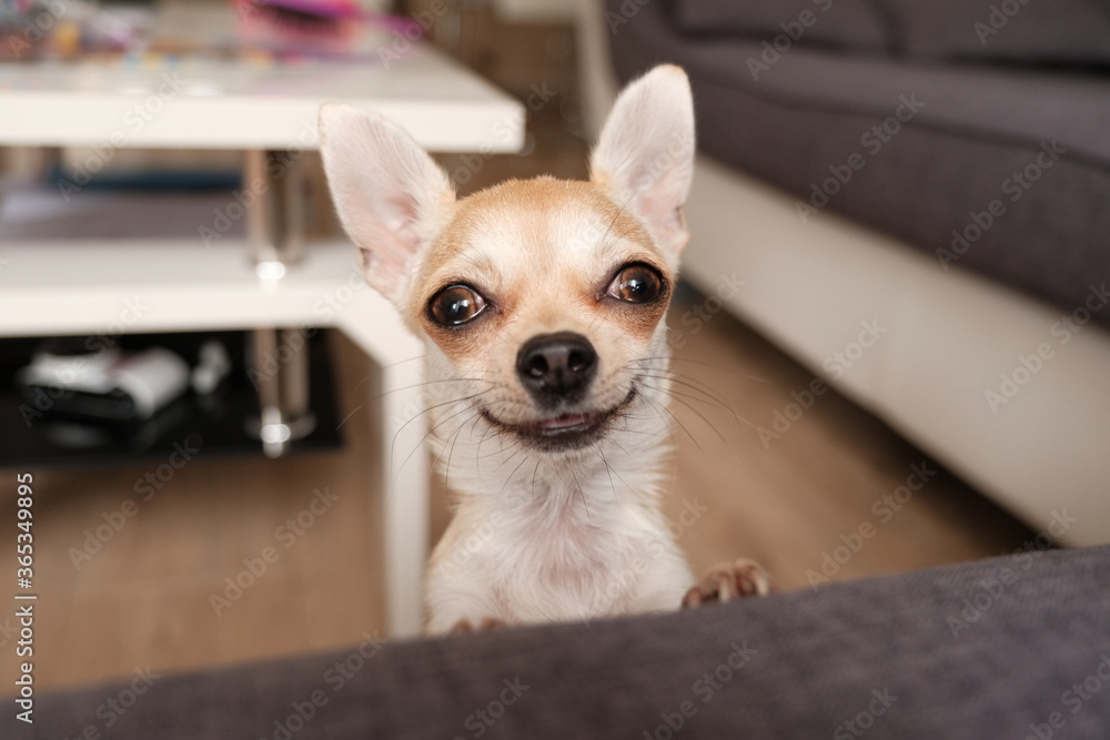 Closeup portrait of small funny beige mini chihuahua dog, puppy, isolated Closeup portrait of small funny beige mini chihuahua dog, puppy, isolated