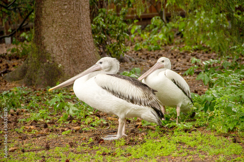 Side view of two adult Australian pelicans, Latin Pelecanus conspicillatus photo