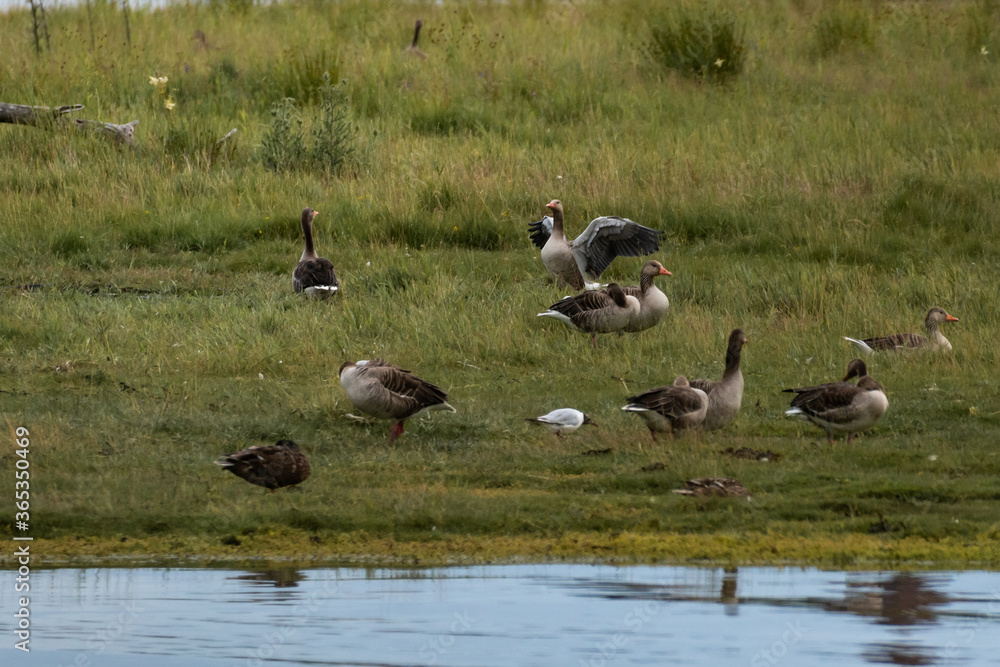 A group of birds relaxing in the green wetlands A group of birds relaxing in the green wetlands
