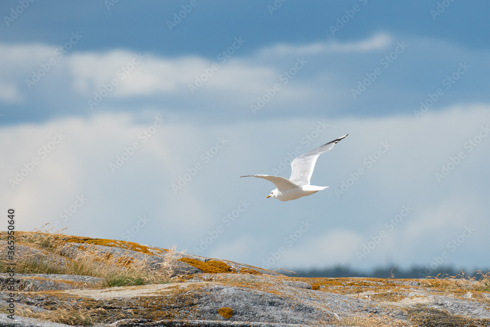 Seagull flying over the rocky norwegian shorline on a sunny day Seagull flying over the rocky norwegian shorline on a sunny day