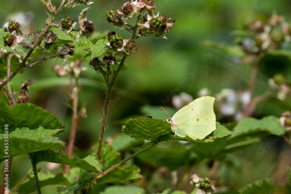 Common brimstone butterfly sitting on a leaf in the warm summer sun Common brimstone butterfly sitting on a leaf in the warm summer sun