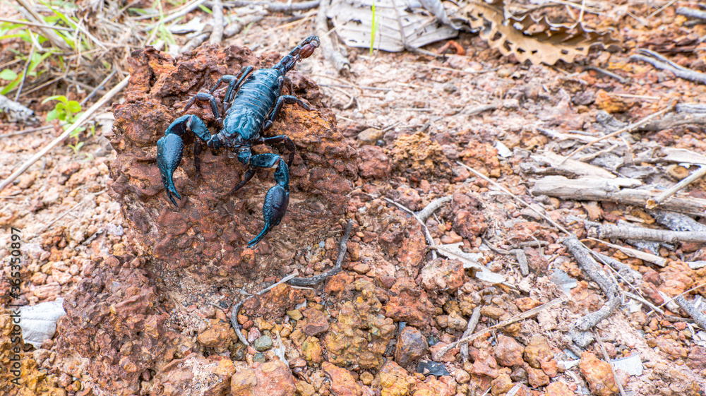 A scorpion on a rock in Thailand. Scorpion ready to fight. A scorpion on a rock in Thailand. Scorpion ready to fight.