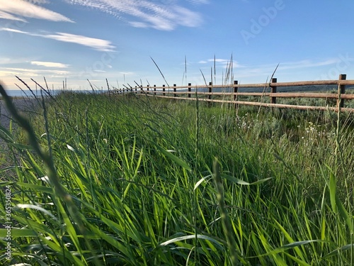 Grass and a wooden fence photo