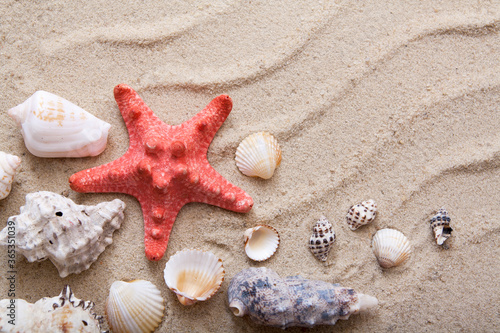 Top view starfish and shells on the sand. The concept of summer vacation at sea