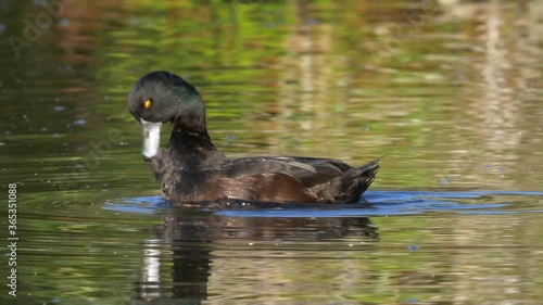 New Zealand Scaup or Black Teal on a Lake Preening Feather, Close Up photo