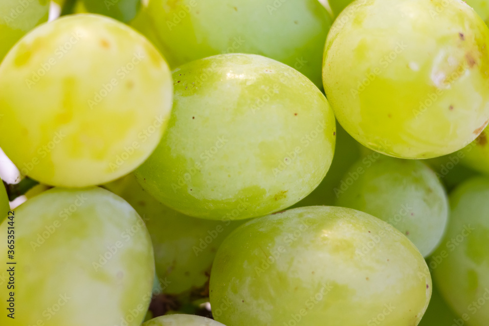 Bunch of Green Seedless Grape solated on white background. Bunch of Green Seedless Grape solated on white background.