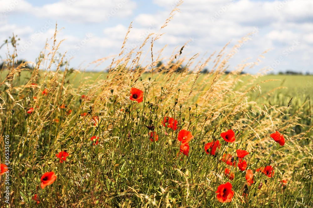 Fototapeta premium Getreide Feld Landschaft, Getreidehalme und Mohnblüten 
