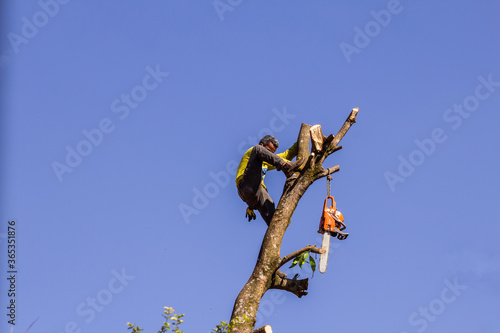 Profissional subindo em árvore já sem galhos, com uma motosserra, com intenção de cortá-la.