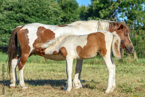 Foal drinking milk from his mother in a pasture in the countryside