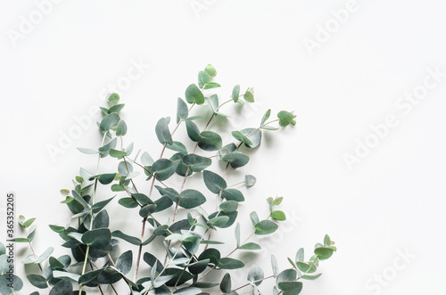 eucalyptus branches on a white background. Top view. Copy space.