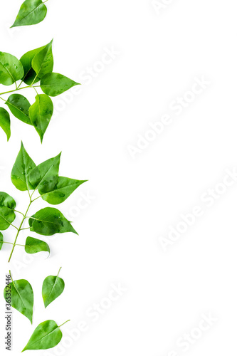 Natura layout of green tree leaves, concept, top view, flat lay © 279photo