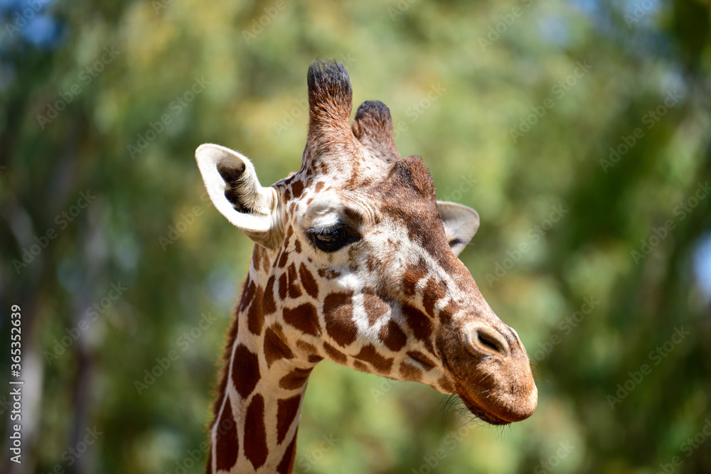 Close-up of giraffe head in profile. Giraffe in the park on a summer day. Selective focus. Close-up of giraffe head in profile. Giraffe in the park on a summer day. Selective focus.