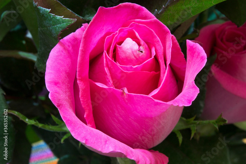 pink rose in garden