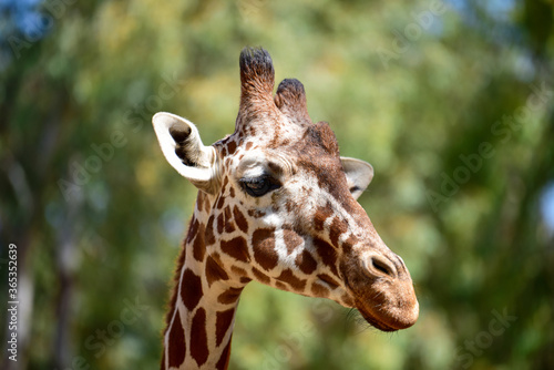 Close-up of giraffe head in profile. Giraffe in the park on a summer day. Selective focus.  © Gur