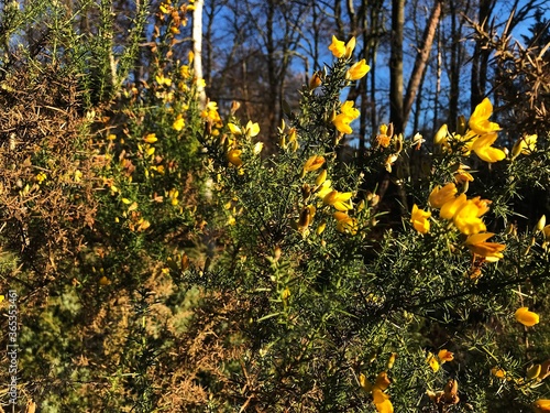 Genista Anglica, Petty Whin, Needle Furze or Needle Whin. It is a shrubby flowering plant in the family Fabaceae.
 photo