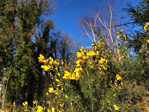 Genista Anglica, Petty Whin, Needle Furze or Needle Whin. It is a shrubby flowering plant in the family Fabaceae.
 photo