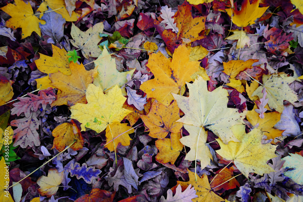 Background from oak and maple leaves in bright colors. Leaves lie on the ground in a park in October. 