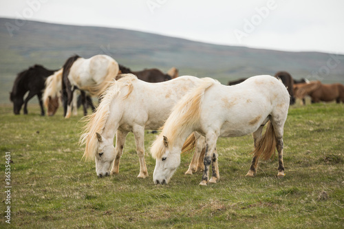 A group of Icelandic Ponies in the pasture during summer