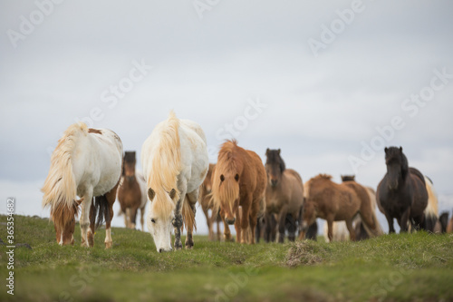 Fototapeta Naklejka Na Ścianę i Meble -  A group of Icelandic Ponies in the pasture during summer