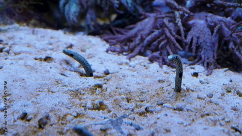 Close up of warmish sticking underwater from the ground. photo