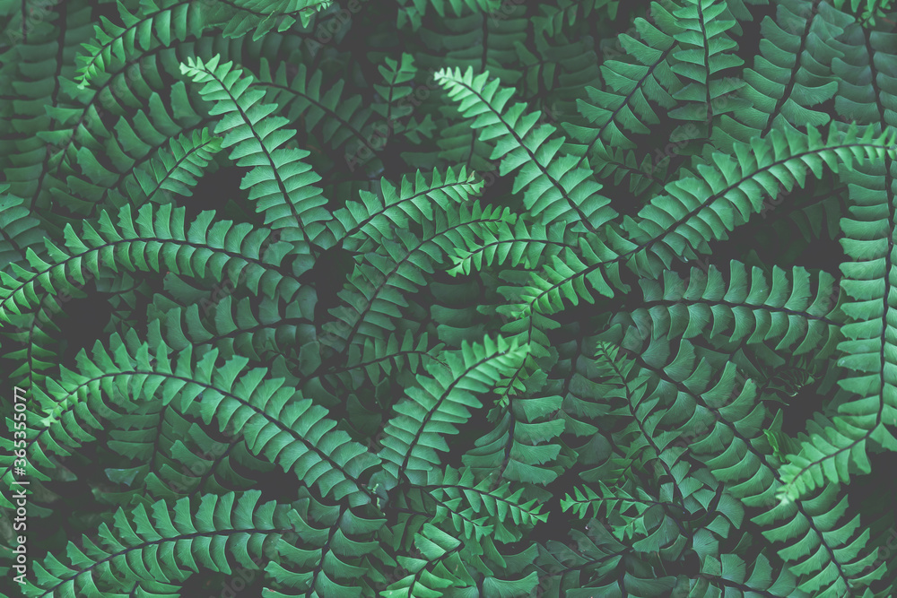 Fresh ornamental leaves background. Abstract emerald background. Fern leaves close-up. Green fronds. Natural floral wallpaper
