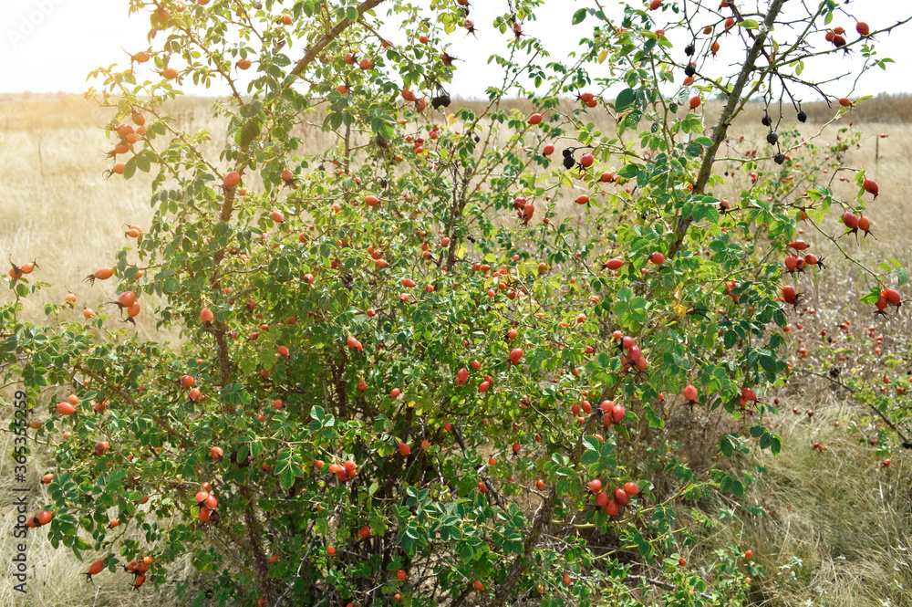rose hip bush with fruits in autumn. around a field with yellow grass. bright glare on the background. alternative medicine. medicinal plants.