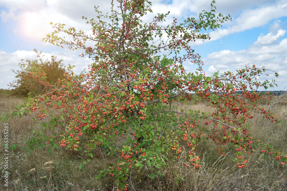 Fototapeta premium red hawthorn fruit close up. bush sprig on a natural green background. beautiful blue clouds. bright glare
