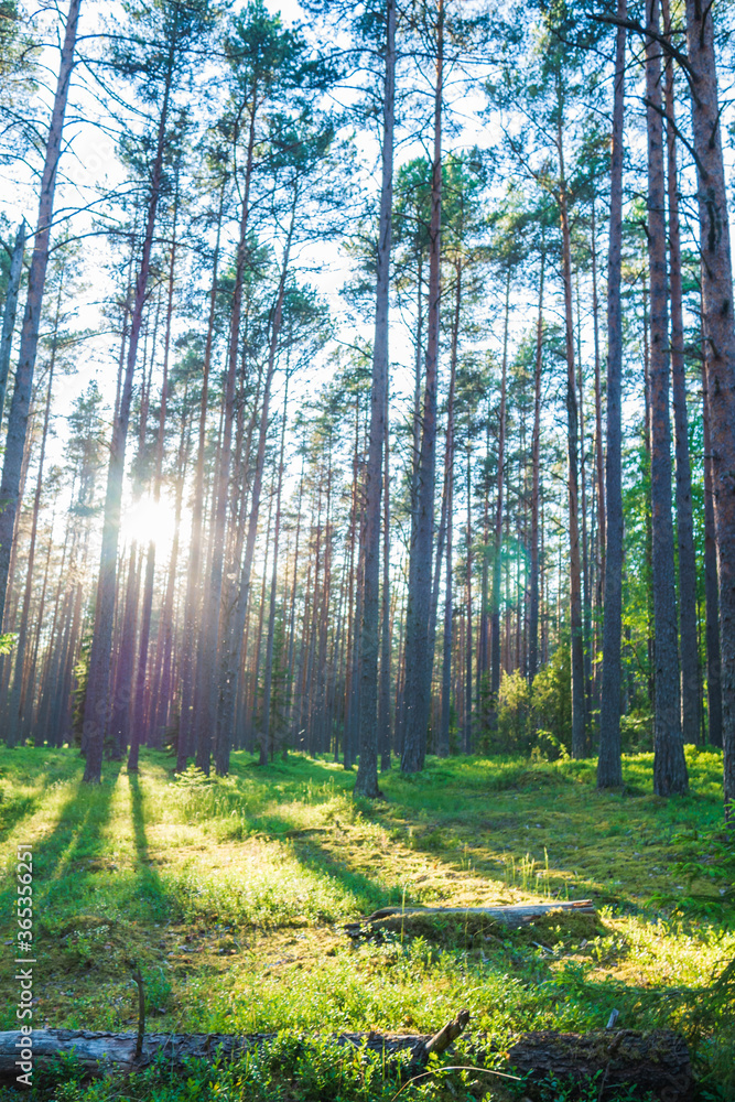 Fototapeta premium A beautiful green forest where the sun's rays pass through the trees. Sunset in the woods.