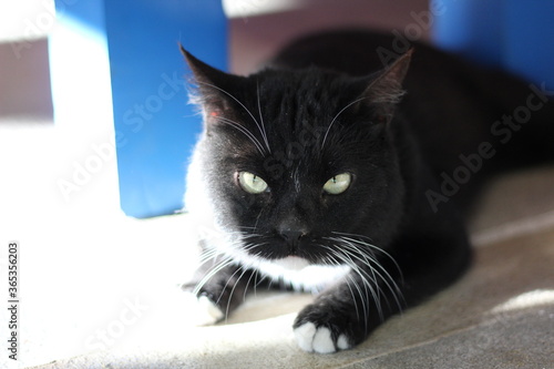 Brett the rescue cat