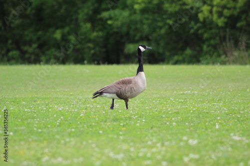 goose