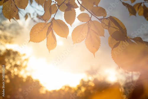 An elm branch with bright yellow leaves on a sunset background in an autumn park. Card, wallpaper, copy space.