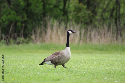 portrait goose