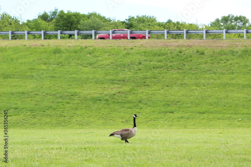 goose