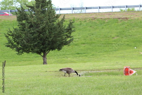 goose landscape