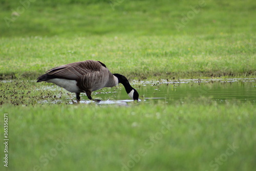 Goose drinking from pond