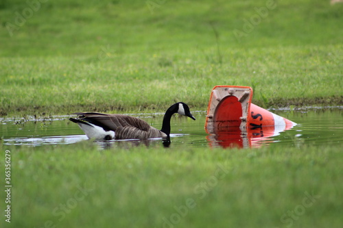 Goose in pollution
